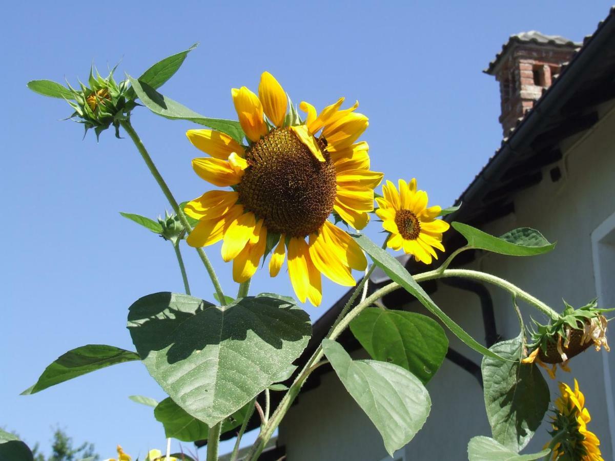 La Meridiana, Monolocale In Cascina Ristrutturata Boves Exterior photo